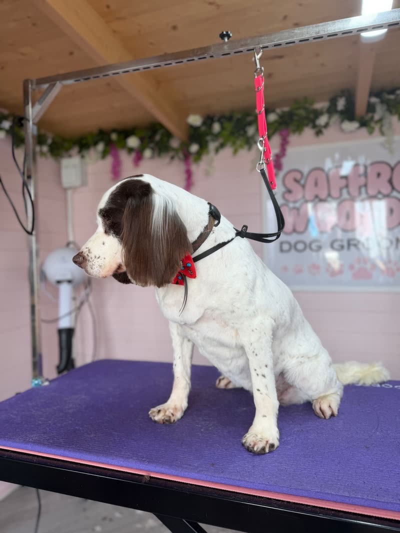 A brown-and-white springer spaniel in side profile on the grooming table, the salon room behind it