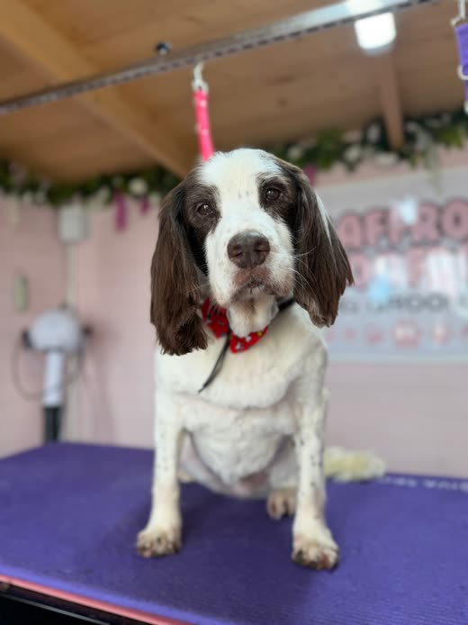 A freshly groomed brown-and-white springer spaniel sitting facing the camera on the grooming table