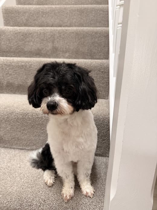 A black-and-white cockapoo sitting square on the stairs after its groom, facing the camera