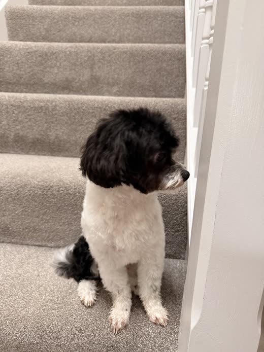 Close view of a black-and-white cockapoo showing the length and finish of its coat