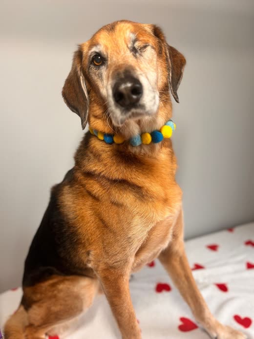 A tan-and-black hound wearing a colourful pom-pom collar after its groom