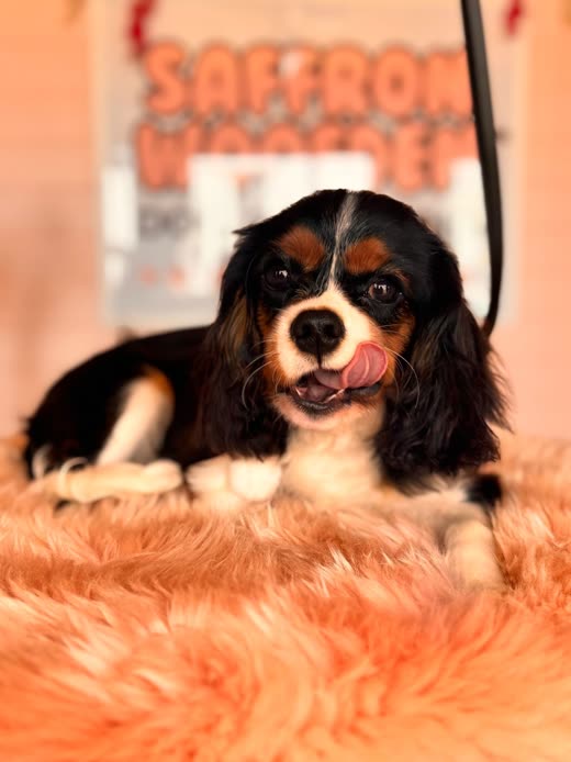 A tricolour Cavalier King Charles spaniel lying on a fluffy blanket after its groom